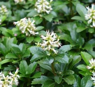A view of the pachysandra terminalis plant with white flowers